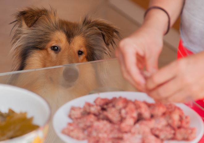 Dog Begging for Food