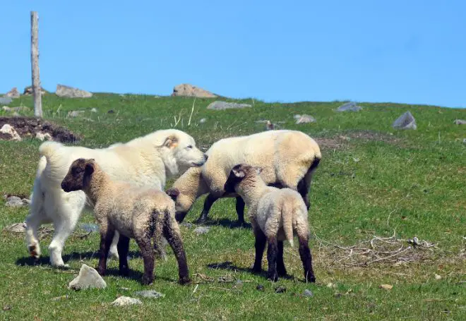 Pyrenean Mountain Dogs