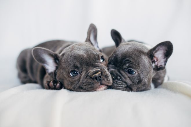 French Bulldog Facts