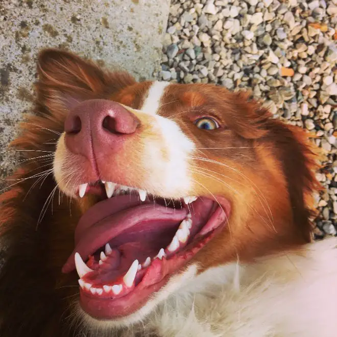 dogs showing their teeth