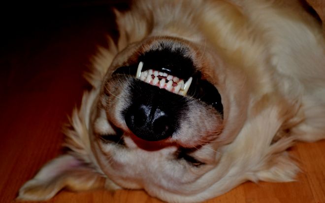 dogs showing their teeth