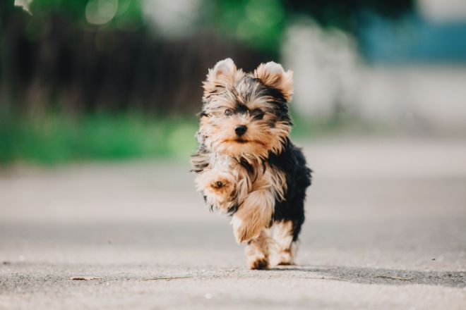 Yorkshire Terrier Facts