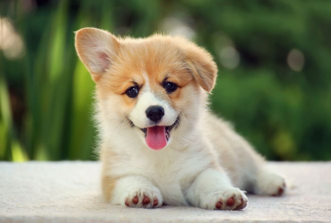 Corgi Facts