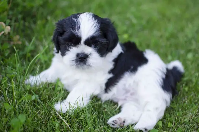 Shih Tzu Facts