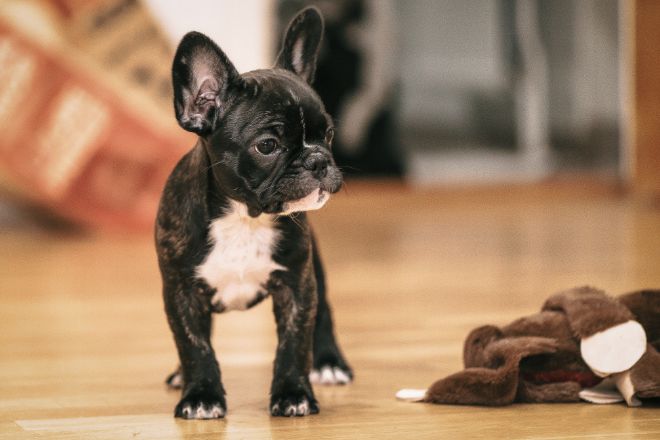 French Bulldog Facts