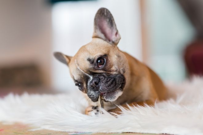 French Bulldog Facts