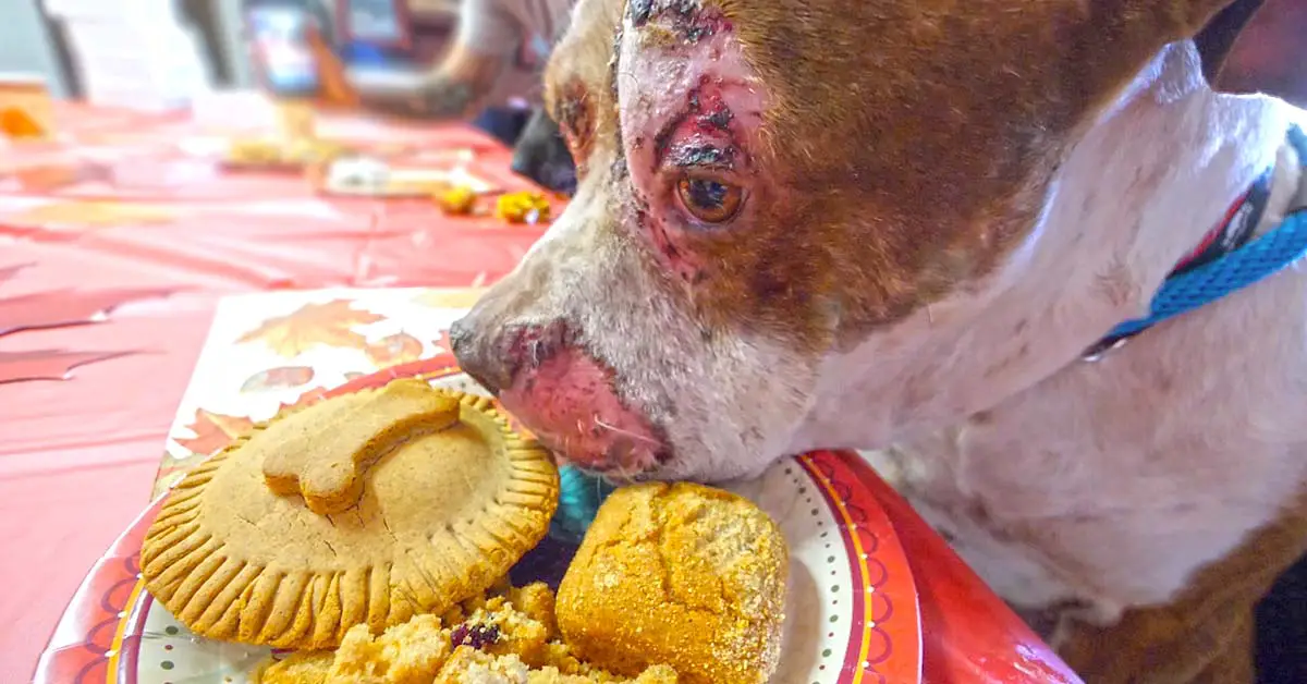 rescue dogs eat Thanksgiving meal