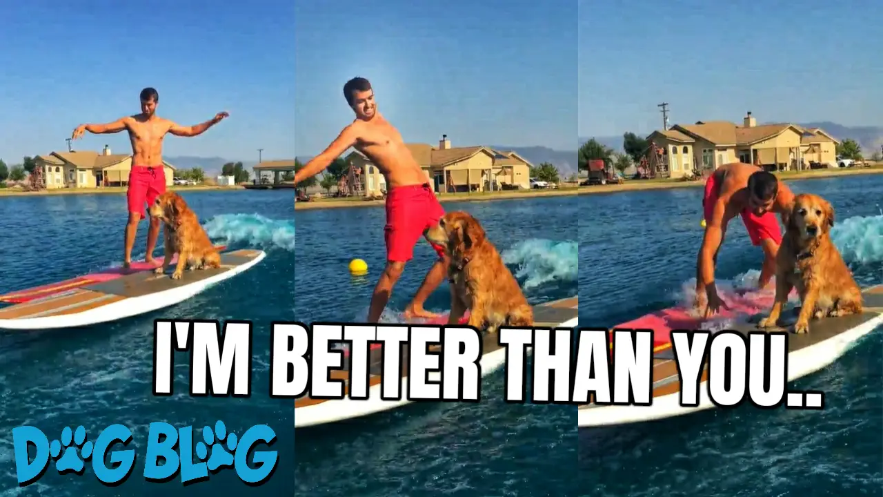dog surfing