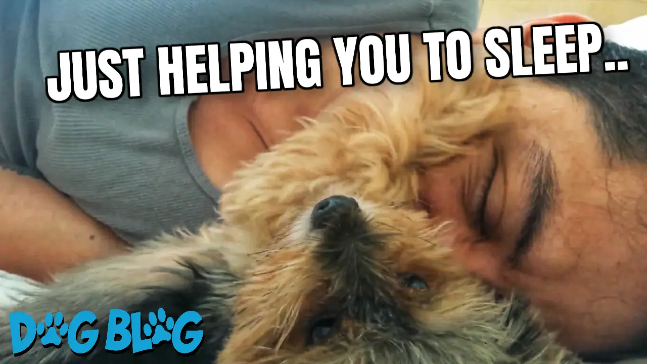 Yorkie dog pets dad