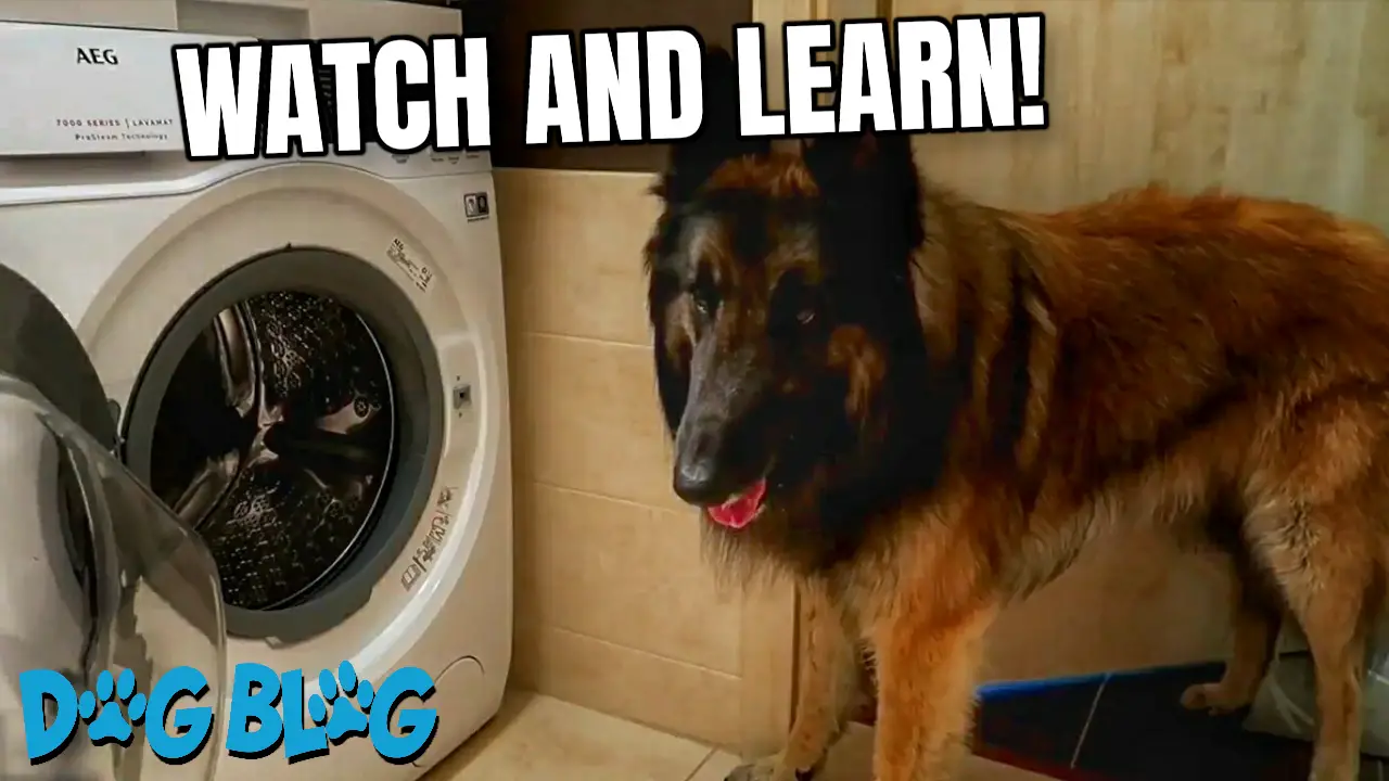 dog does laundry