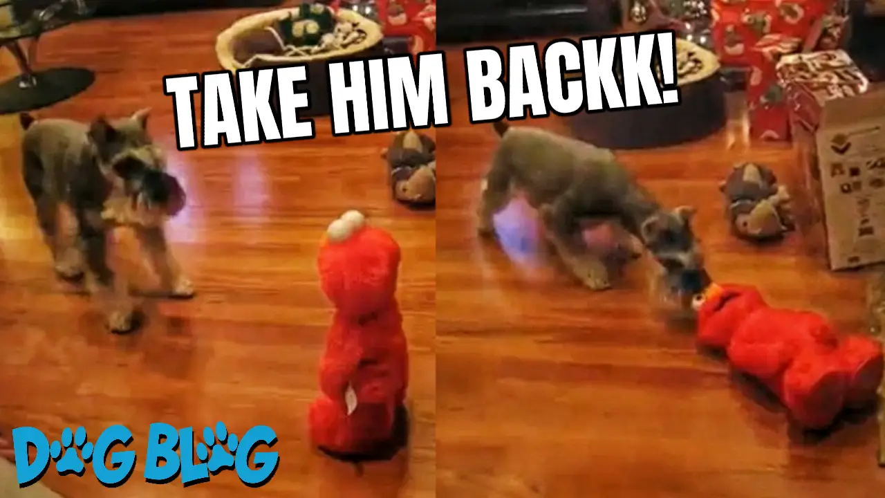 dog meets Elmo