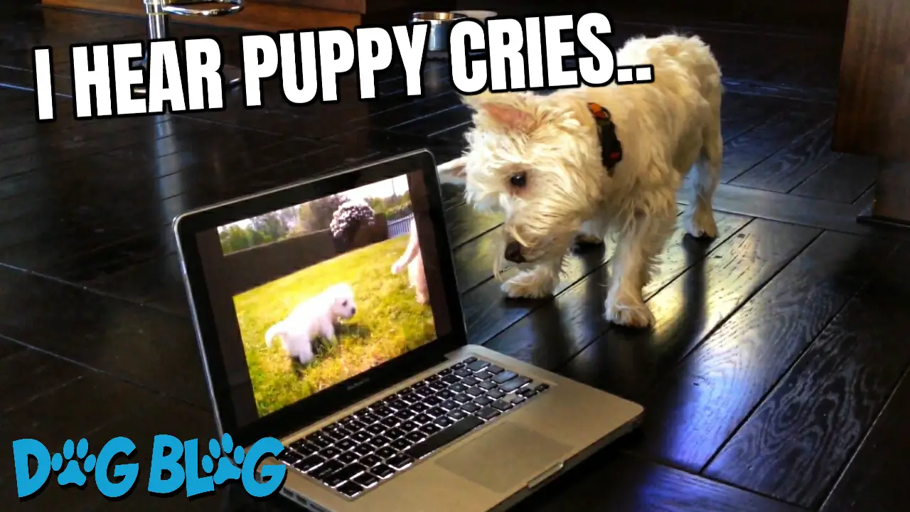 confused dog
