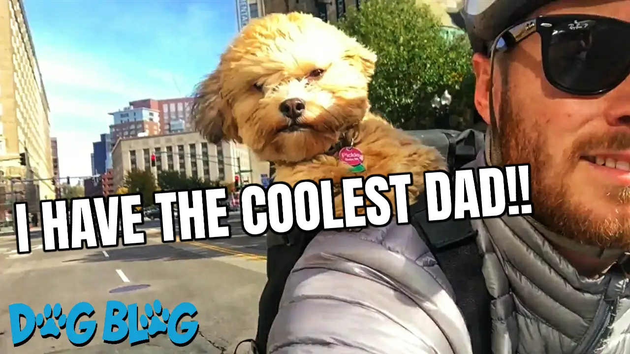 dog on bike