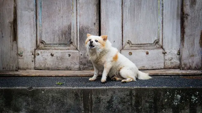 dog barking at door