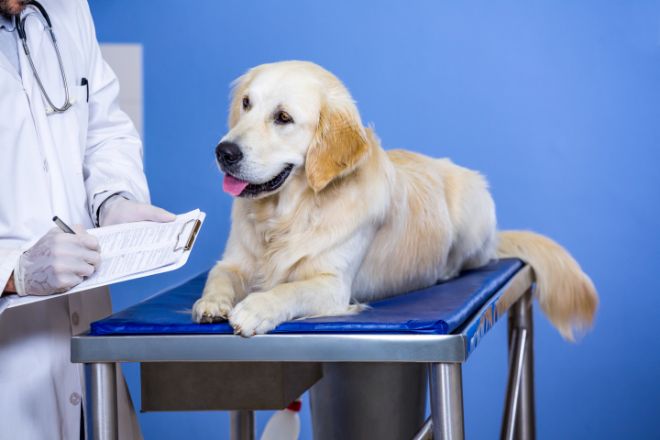 Dog at the vet