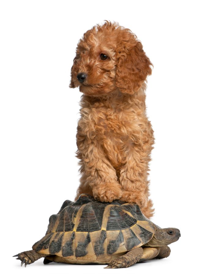 Dog and Turtle
