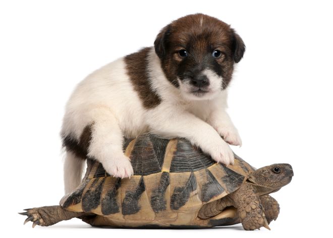 Dog and Turtle