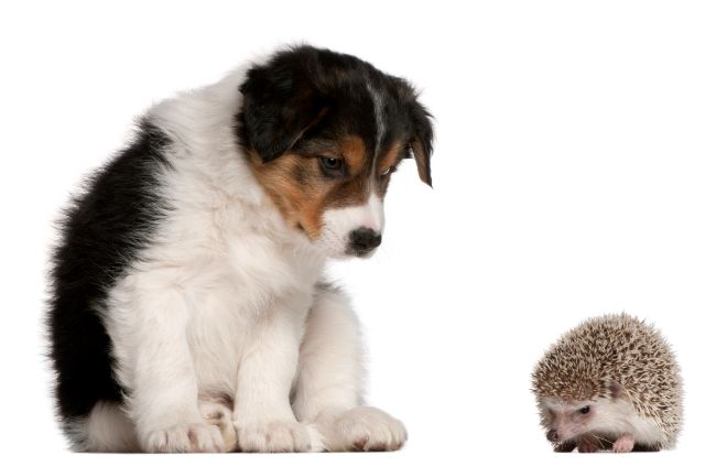 puppy and hedgehog