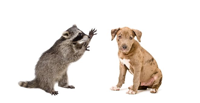 raccoon and puppy