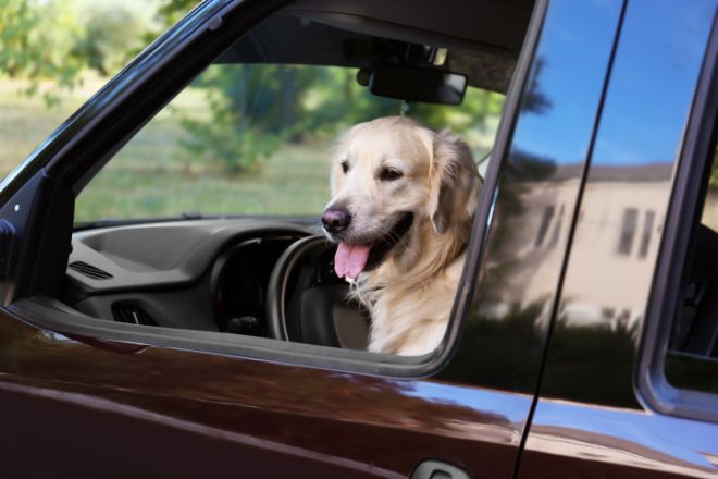 Dog in a Car