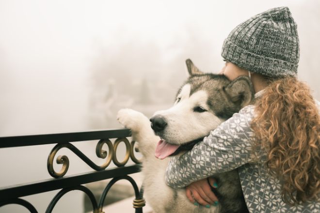 Alaskan Malamute