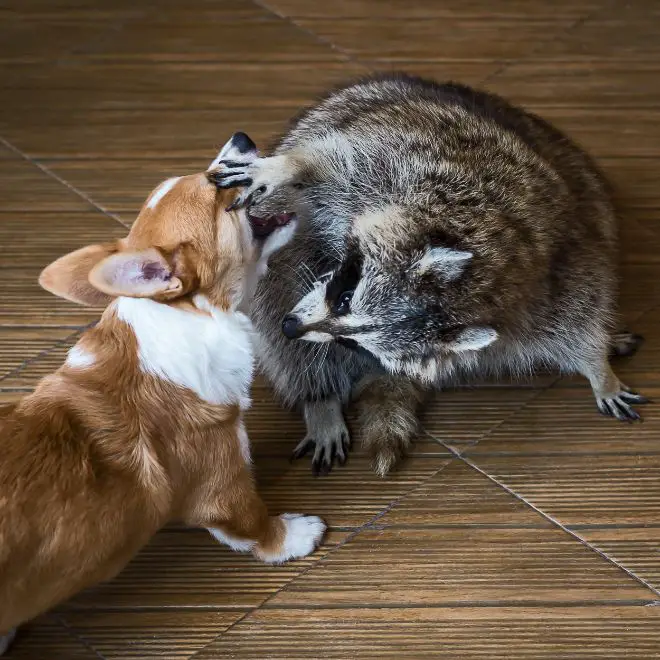 raccoon and dog