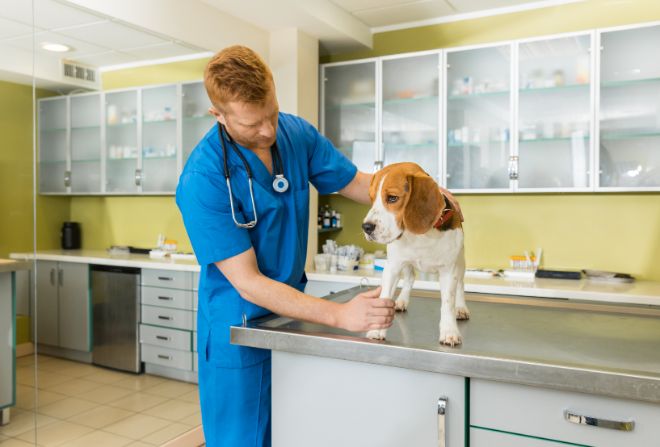 Dog at the vet