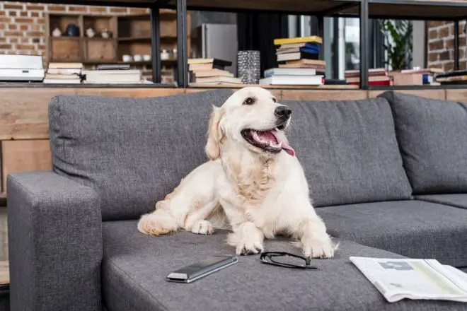 Dog watching TV