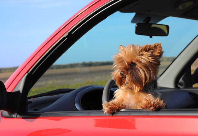 Dog in a Car