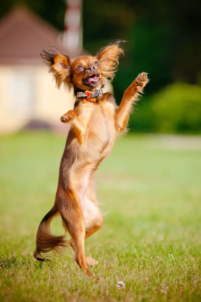 Dog Dancing