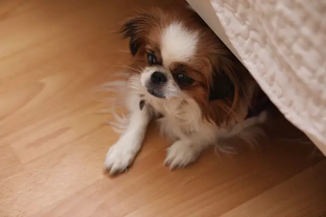 dog under bed