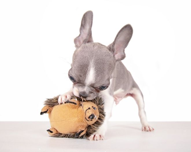 dog and hedgehog toy