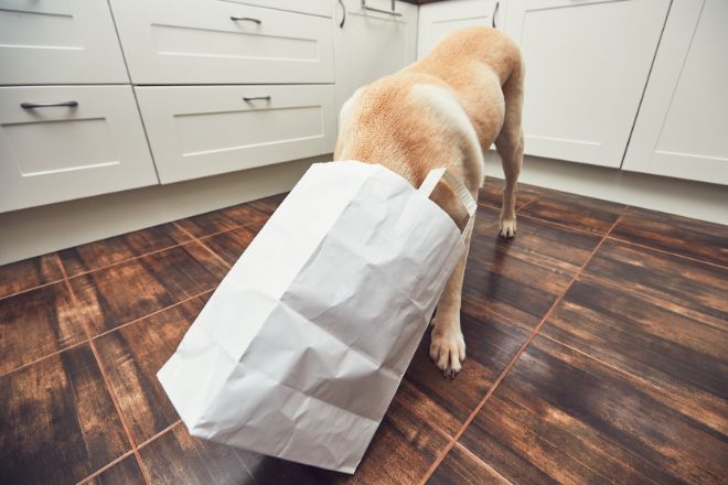 dog head in bag