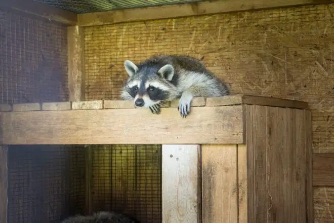 raccoon on farm