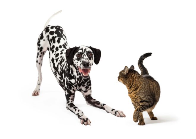 Dalmatian and Cat