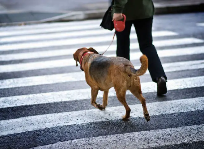 dog on leash