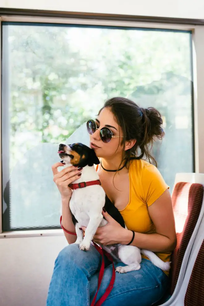 dog riding bus