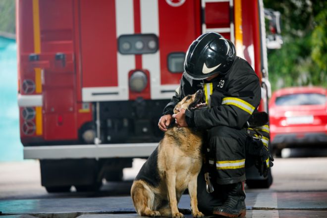 dog firefighter