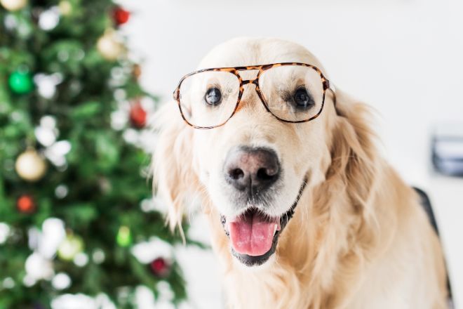 dog with glasses