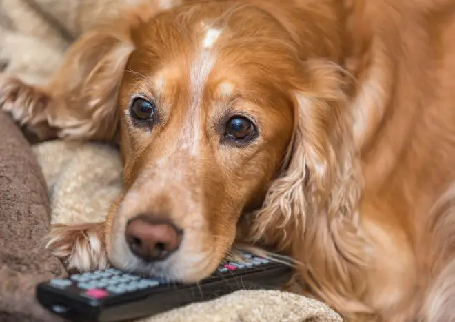 Dog watching TV