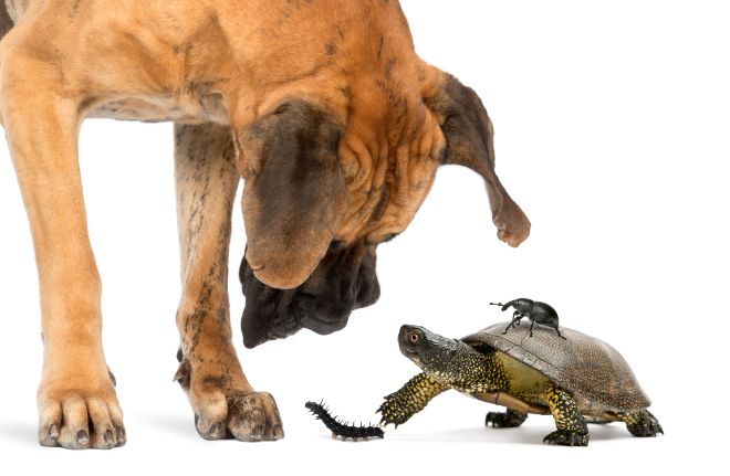 Dog and Turtle