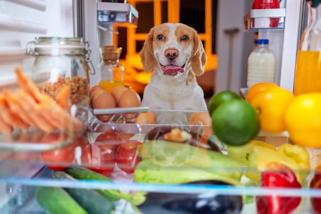 dog looking in fridge