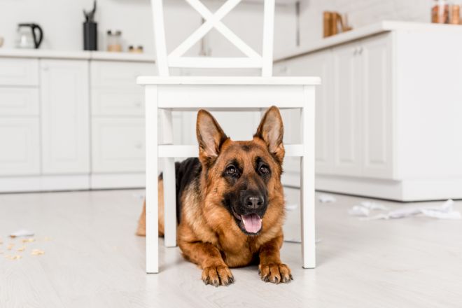 dog under chair