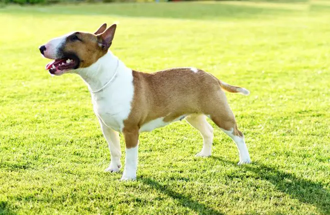 Bull Terrier