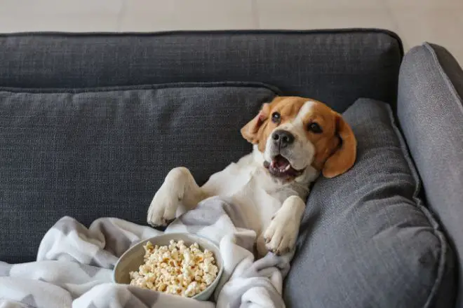 Dog watching TV