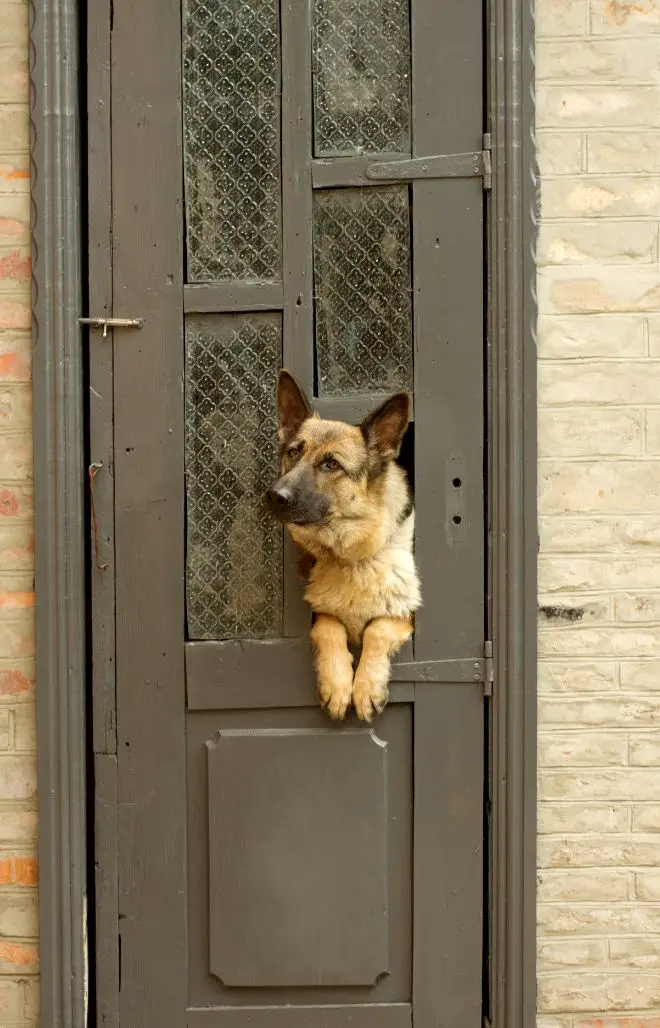 dog at door