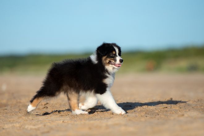 australian shepherd dog