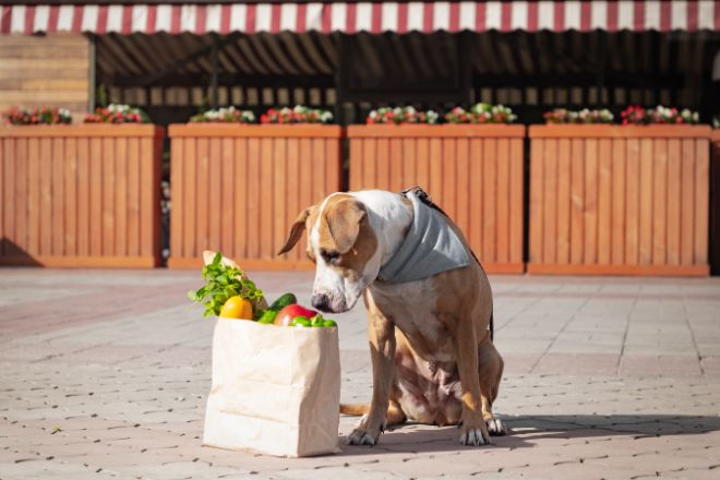 dog with grocery bag