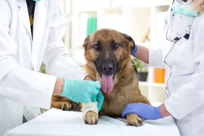 Dog at the vet