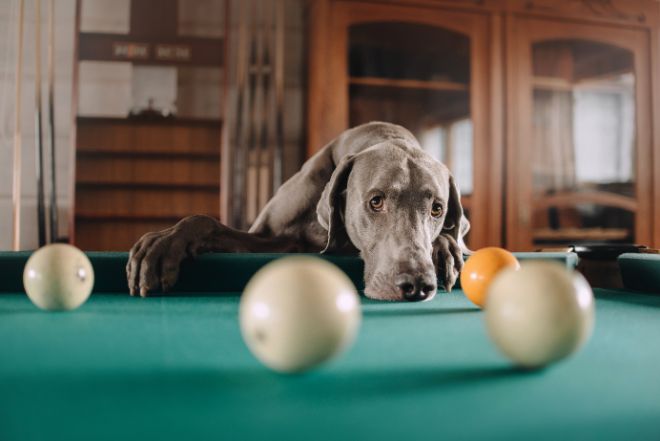 dog playing pool